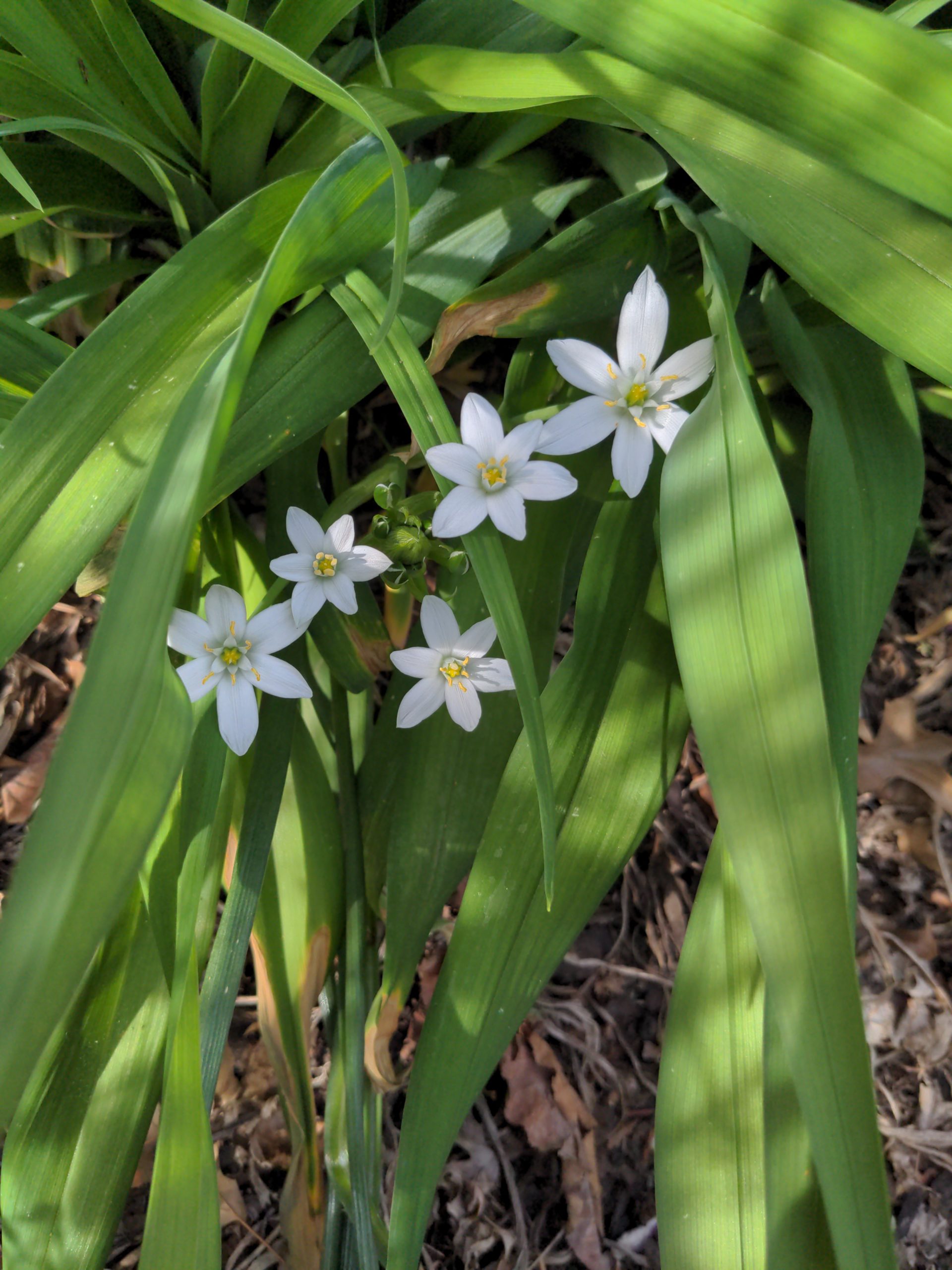 Star of Bethlehem