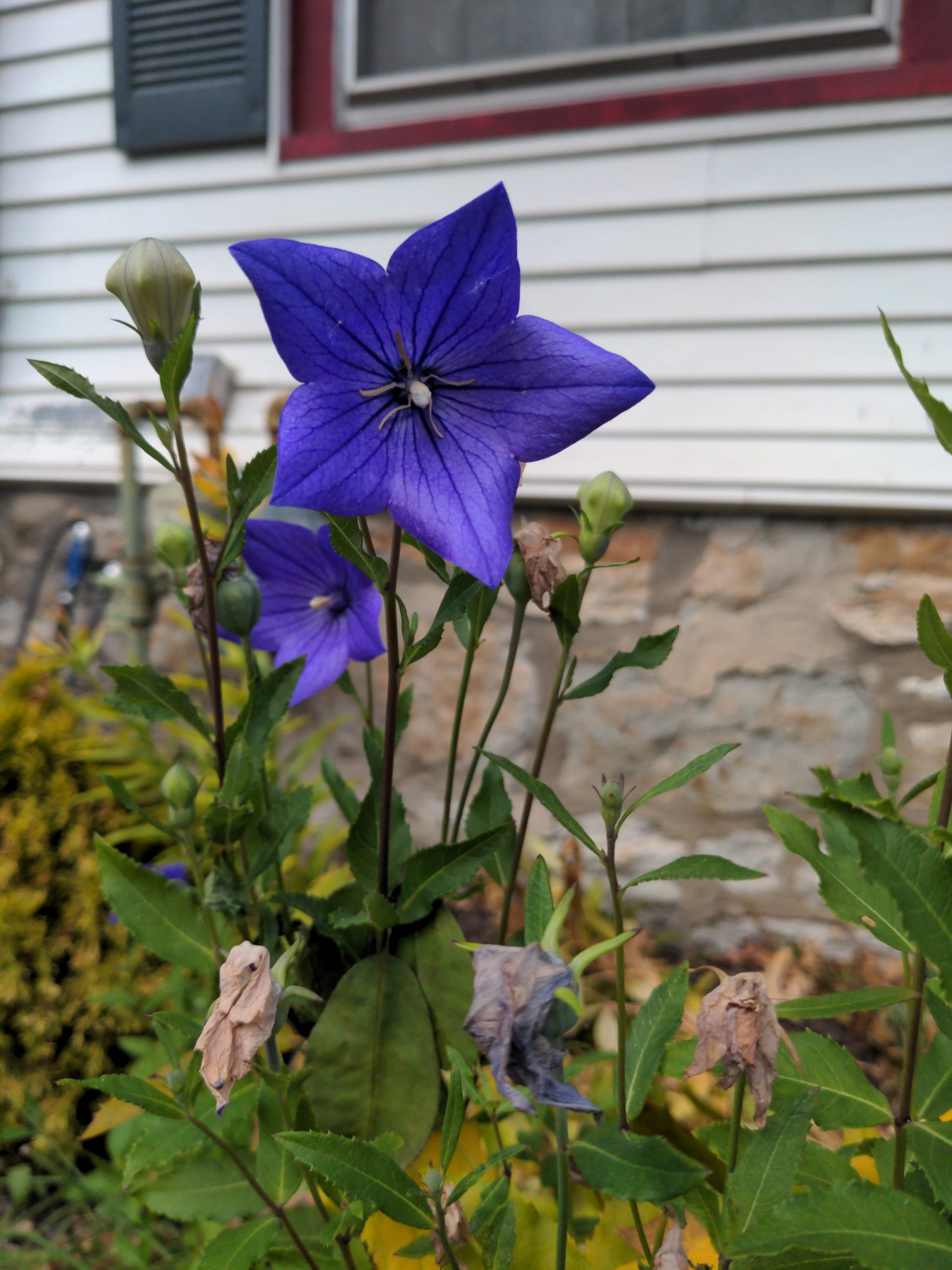 Balloonflower