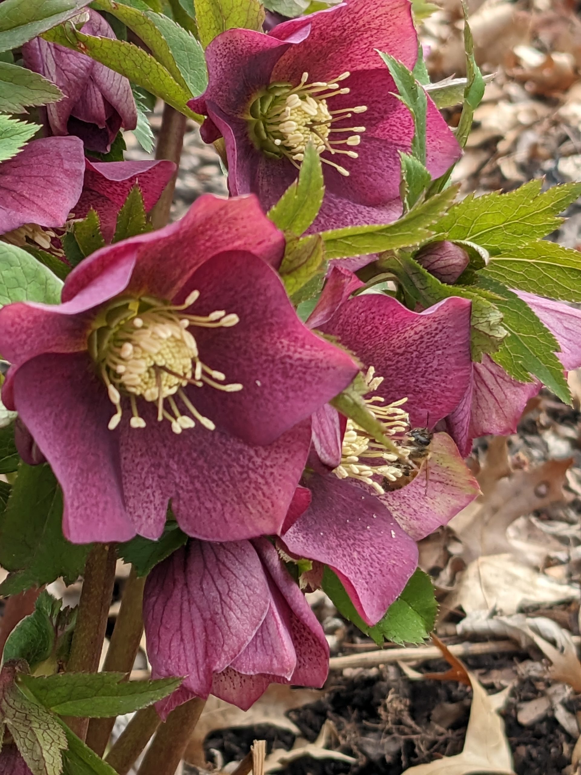 Lenten Rose