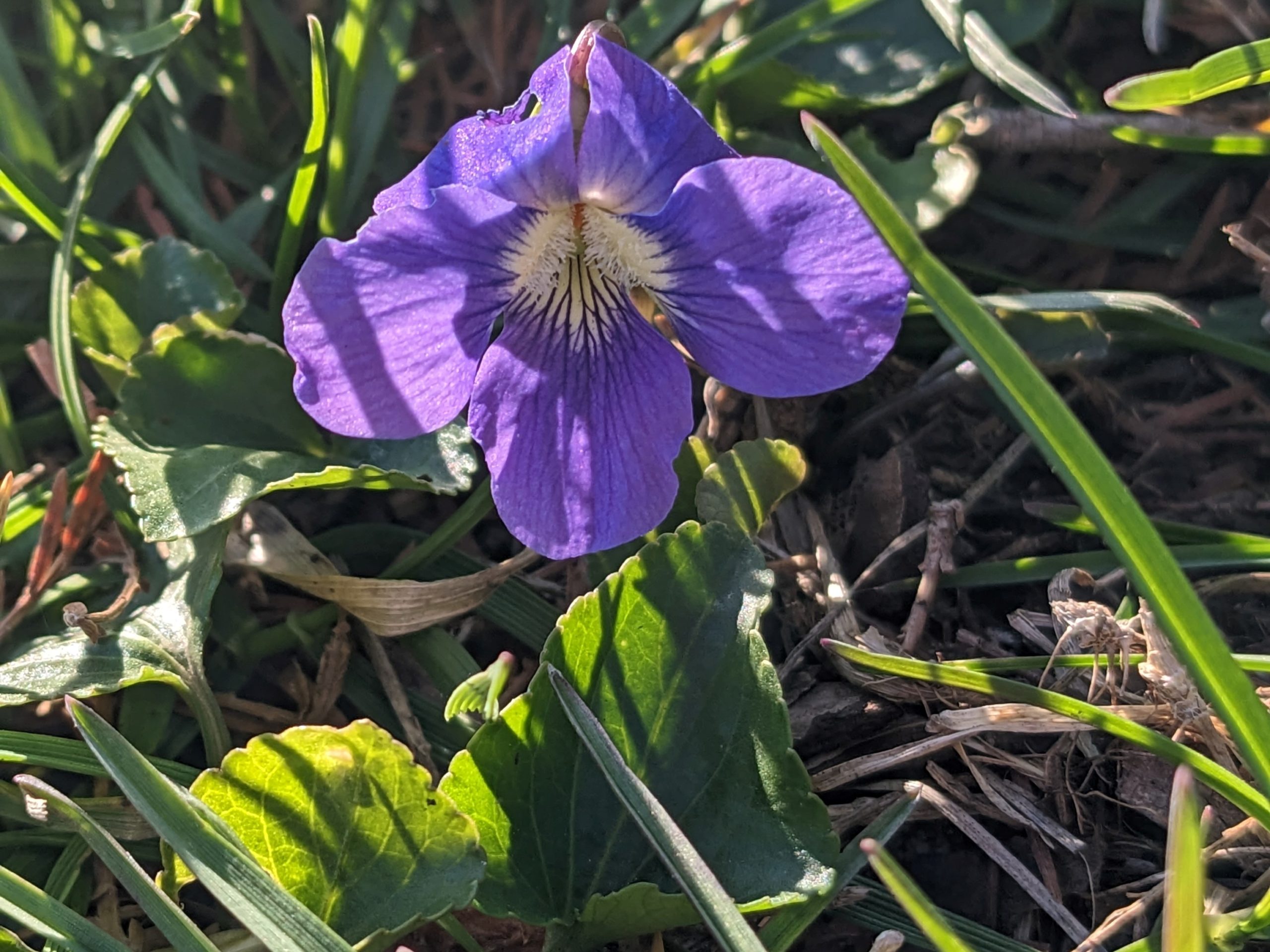 Common Blue Violet