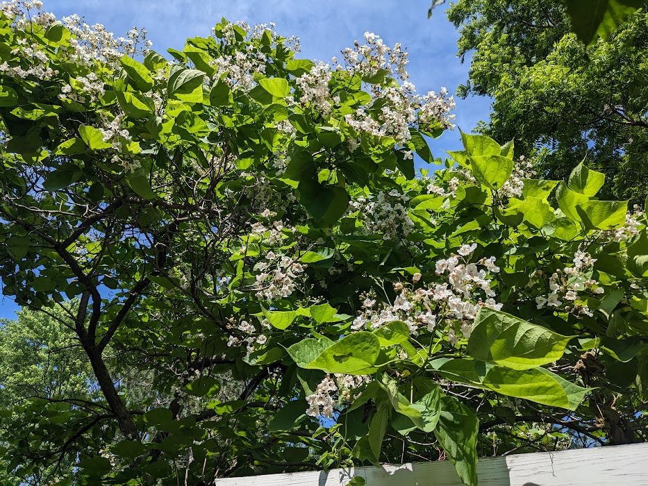 Northern Catalpa