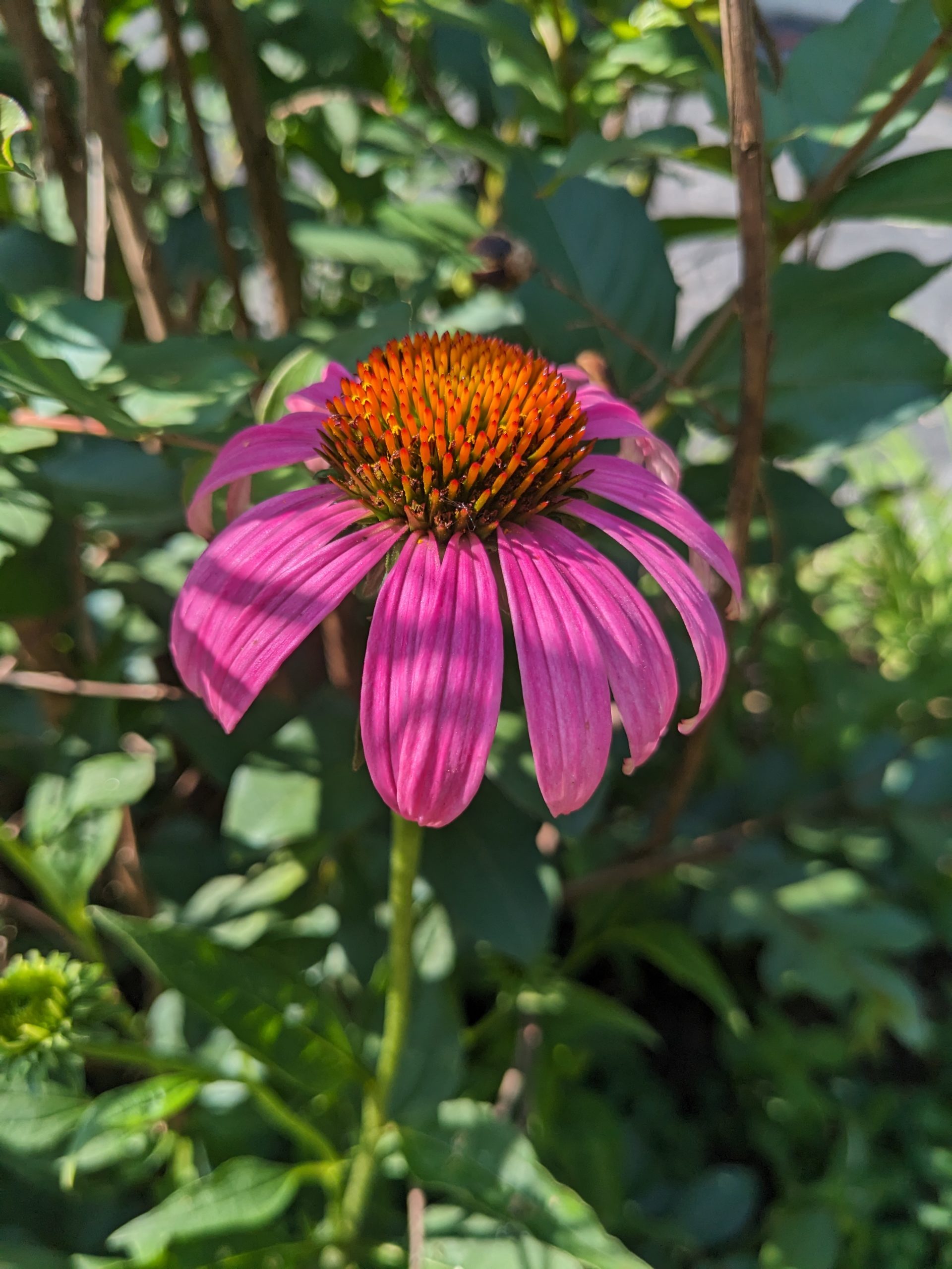 Purple coneflower