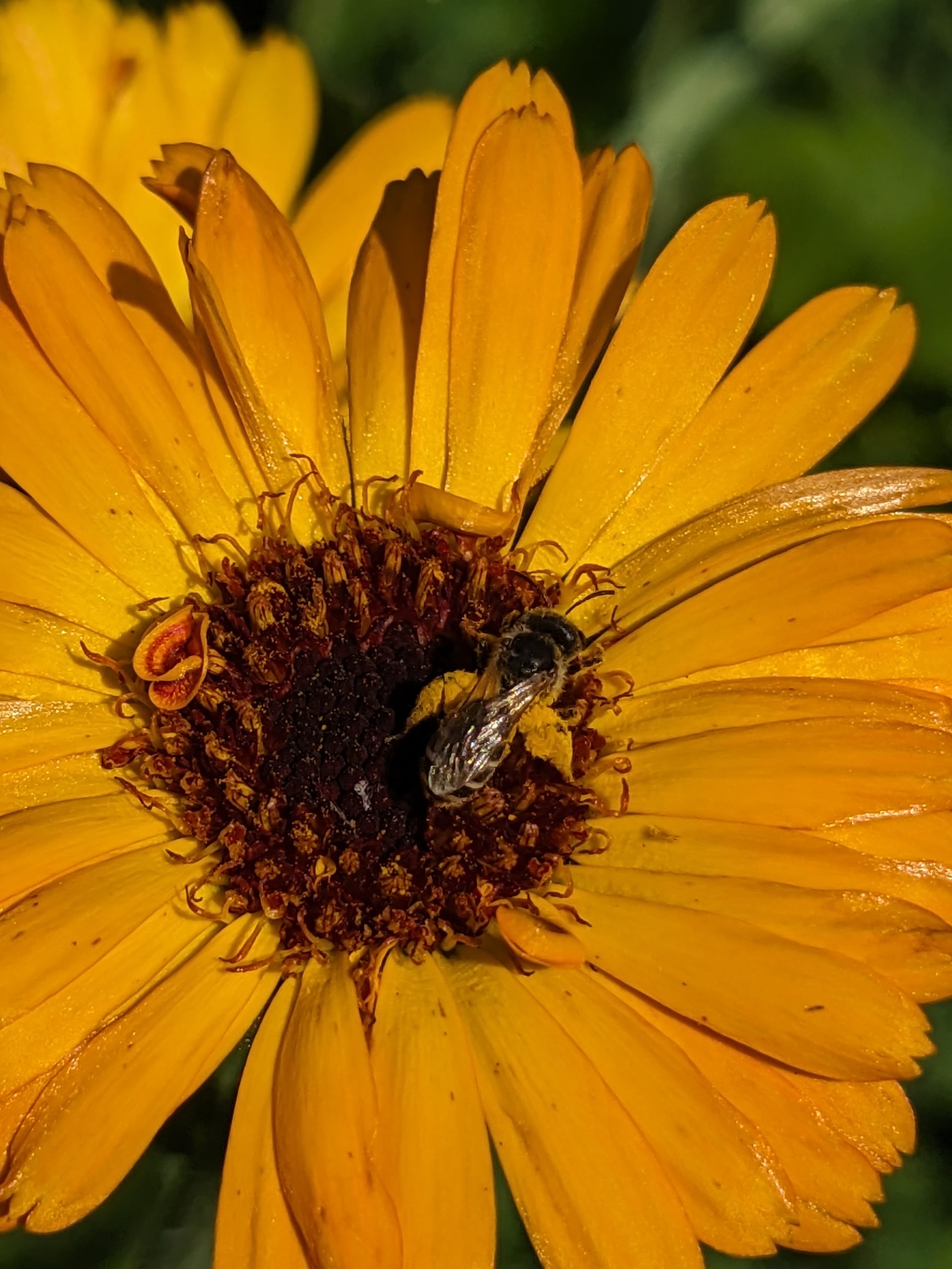 Ligated Furrow Bee